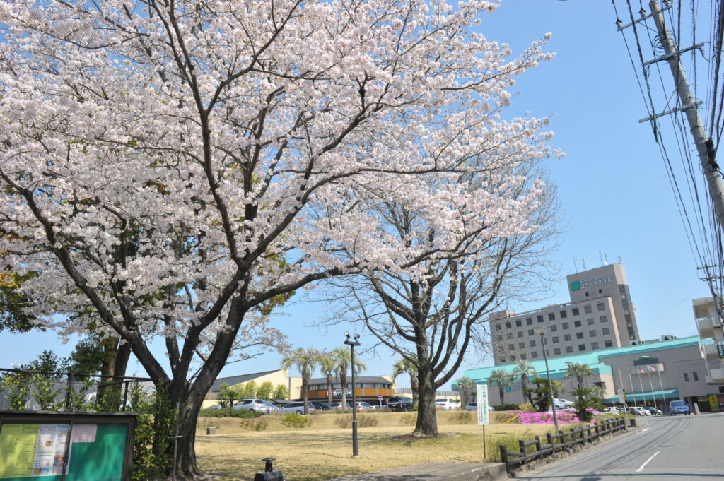 桜　sakura